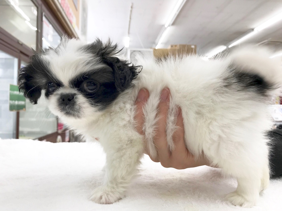 コロコロボディに目が離せないっ！ | ペキニーズ - ペットショップ マルワン相模大塚 神奈川県大和市