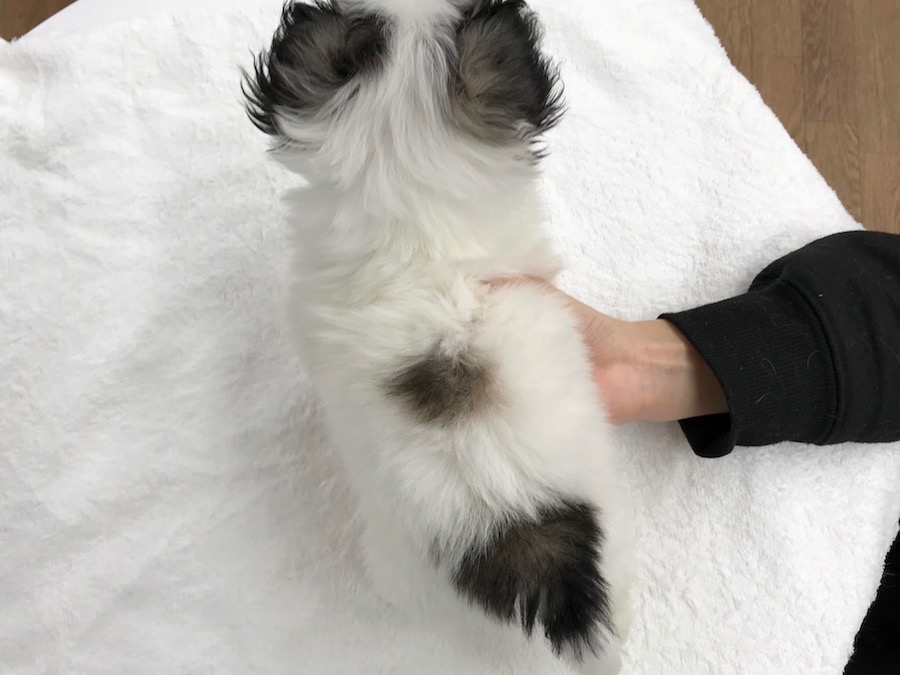 真っ白な背中には２カ所の黒いポイント | ペキニーズ - ペットショップ マルワン相模大塚 神奈川県大和市