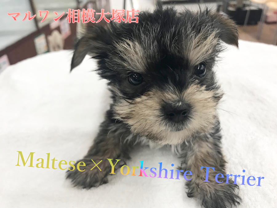 【マルチーズ×ヨークシャーテリア】オリジナルポイントは尻尾にアリ！上目遣いが得意技♪：マルワン相模大塚店Pick UpベイビーNo.814443