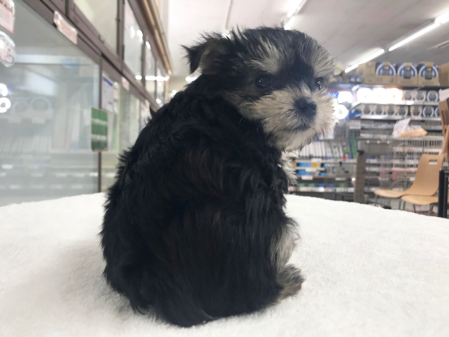 MIX犬 - マルチーズ×ヨークシャーテリア（マルキー） - ペットショップ マルワン相模大塚 神奈川県大和市
