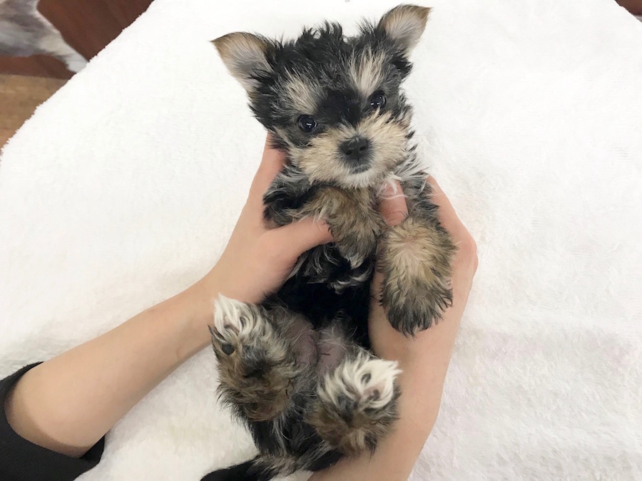 MIX犬 - マルチーズ×ヨークシャーテリア（マルキー） - ペットショップ マルワン相模大塚 神奈川県大和市