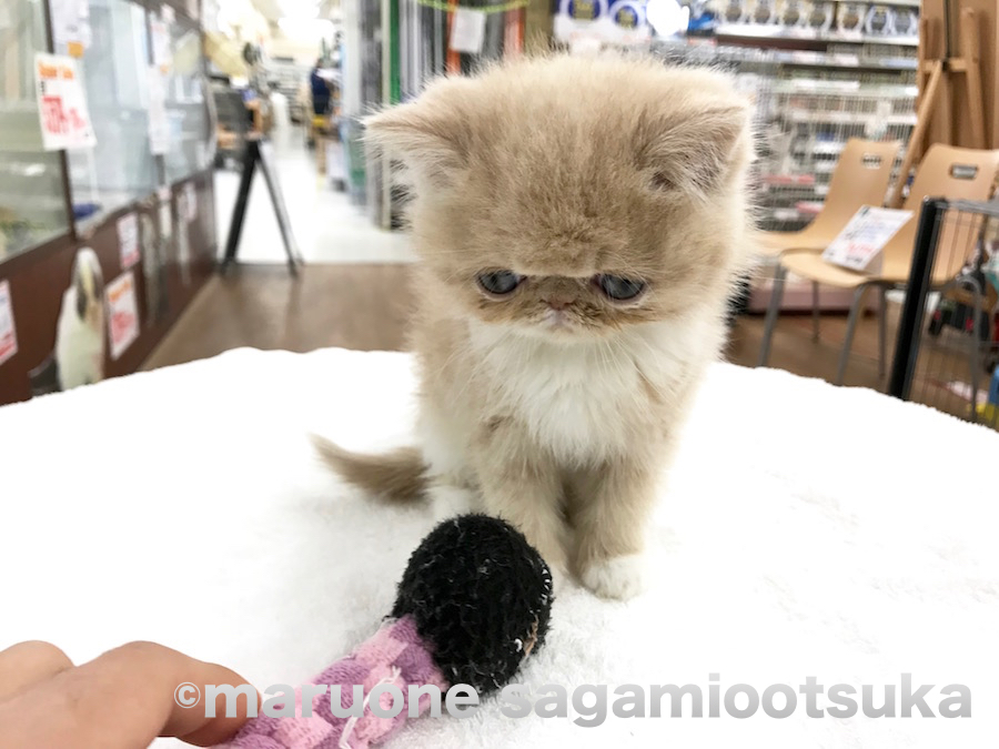 不意に見せる表情が癒される | エキゾチック - ペットショップ マルワン相模大塚 神奈川県大和市