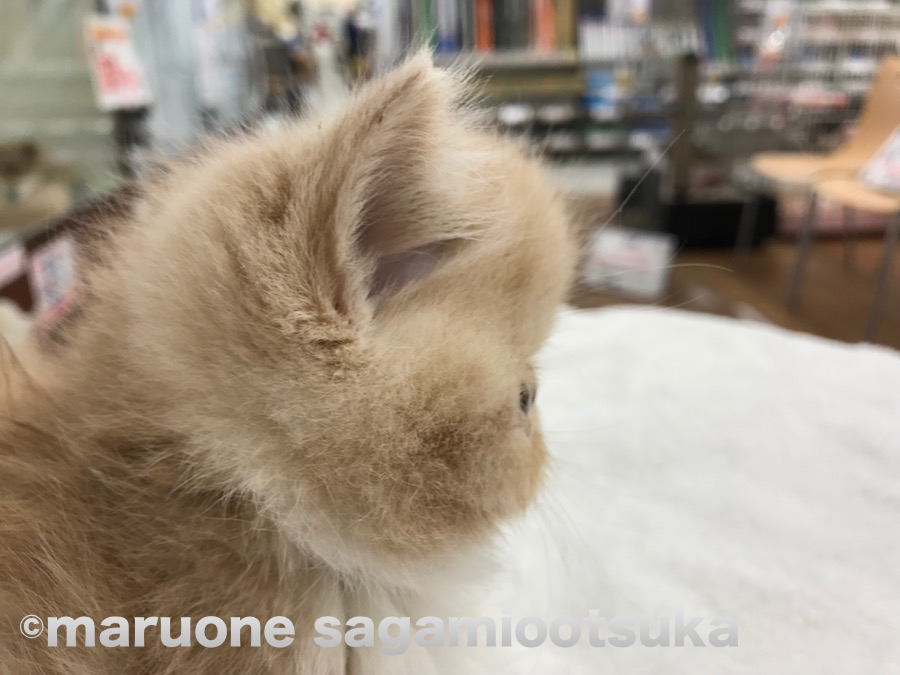 気になるお鼻の短さ | エキゾチック - ペットショップ マルワン相模大塚 神奈川県大和市