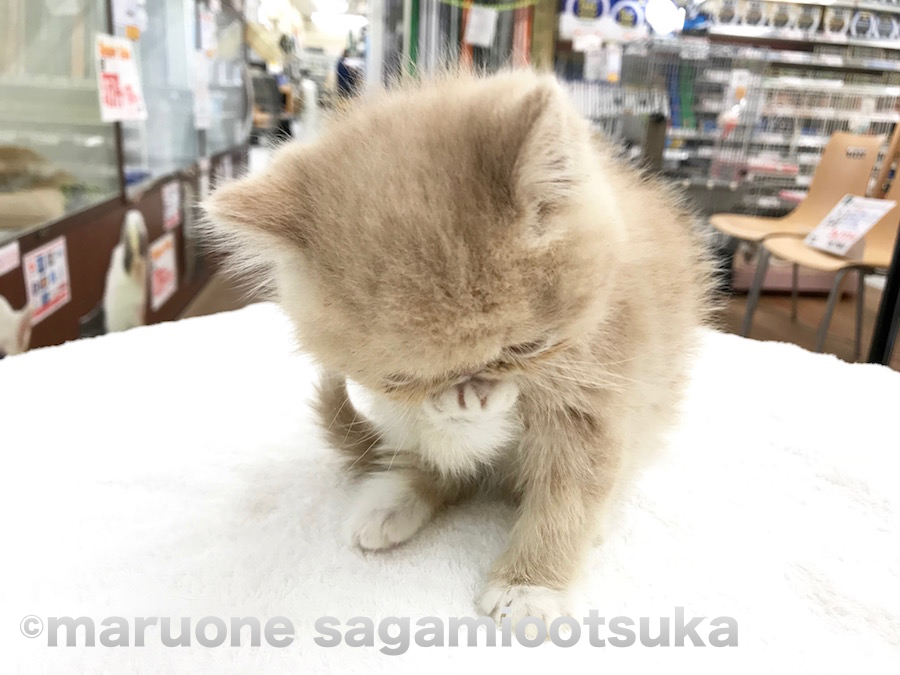 手をペロペロ | エキゾチック - ペットショップ マルワン相模大塚 神奈川県大和市