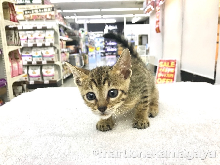 ベンガル - ペットショップ マルワン鎌ヶ谷 千葉県鎌ヶ谷市北初富