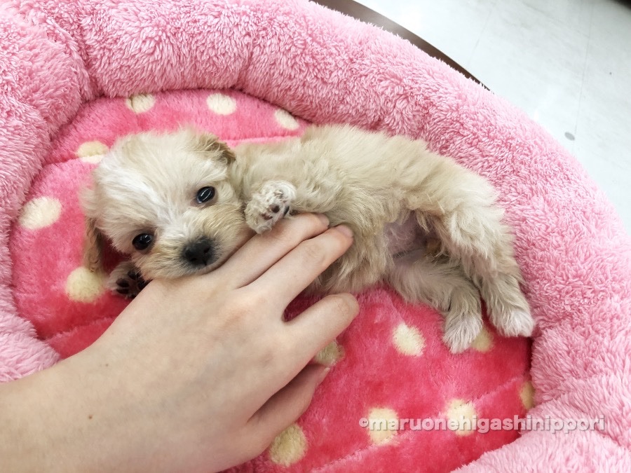 MIX犬（マルチーズ×トイプードル） - ペットショップ マルワン東日暮里 東京都荒川区