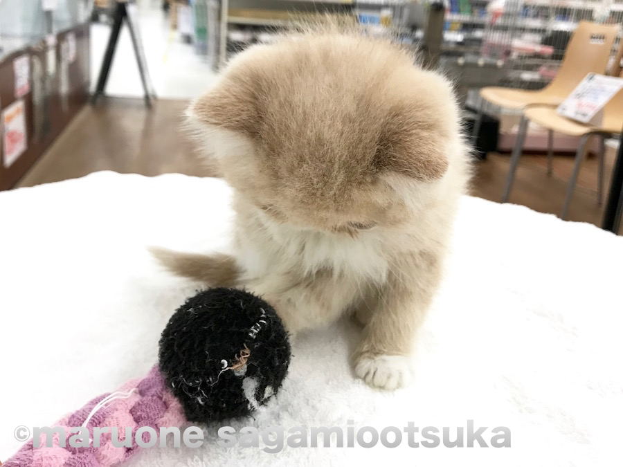 手でパシパシ | エキゾチック - ペットショップ マルワン相模大塚 神奈川県大和市