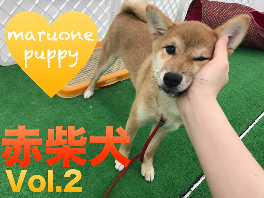 【柴犬】もちほっぺは未だに健在！しば子トレーニング中の姿をご紹介！：東日暮里PickupベイビーNo.014193