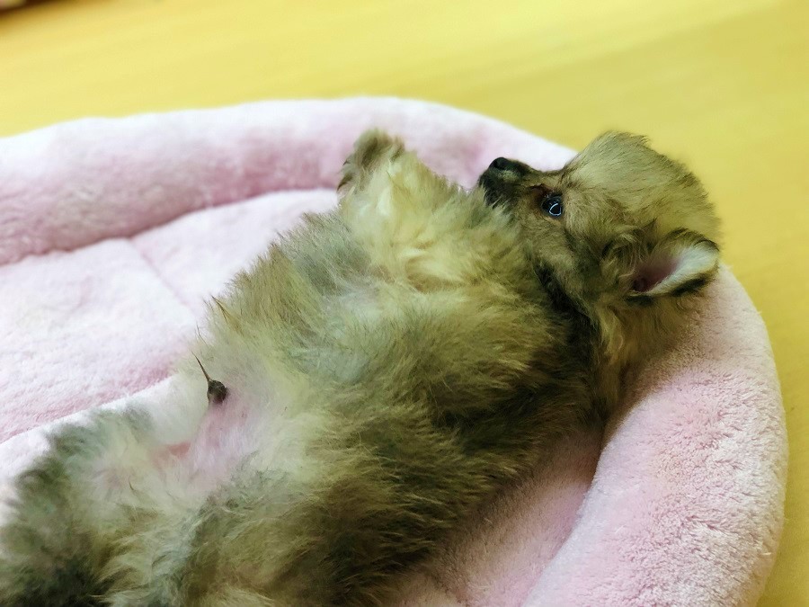 この態勢でフリーズ、、、笑 | ポメラニアン - ペットショップ ペッツワン城山 神奈川県相模原市