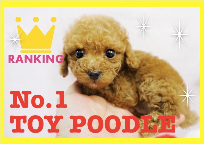 トイ・プードル | 【2017人気ランキング】マルワン大倉山店で人気の犬種・猫種をインプレッション！選ばれる理由にも注目です！：大倉山店編！