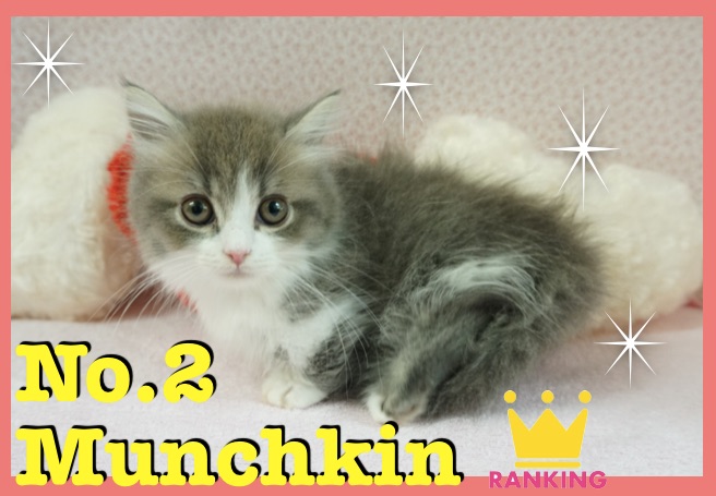 マンチカン | 【2017人気ランキング】マルワン大倉山店で人気の犬種・猫種をインプレッション！選ばれる理由にも注目です！：大倉山店編！