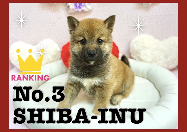 柴犬 | 【2017人気ランキング】マルワン大倉山店で人気の犬種・猫種をインプレッション！選ばれる理由にも注目です！：大倉山店編！