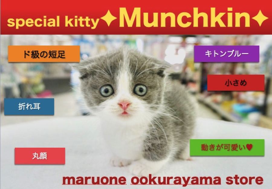 【マンチカン】国民的あのキャラクターのリアル版！？猫界の宝箱!良いとこ総取りのスペシャルキャット!：大倉山店PICKUPベイビーＮｏ．6130671