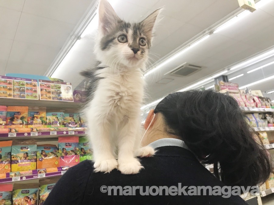 メインクーン - ペットショップ マルワン鎌ヶ谷 千葉県鎌ヶ谷市北初富