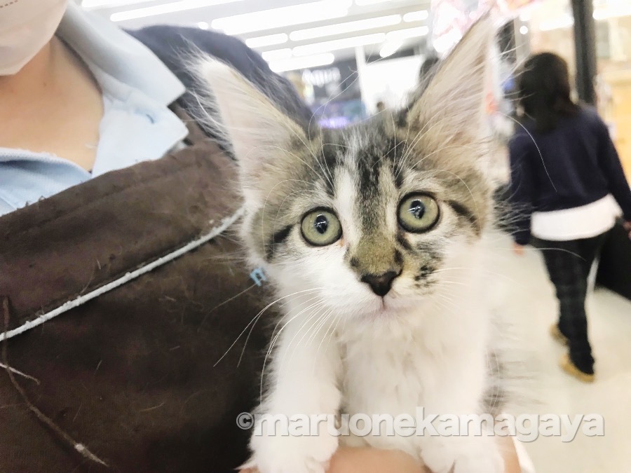 メインクーン - ペットショップ マルワン鎌ヶ谷 千葉県鎌ヶ谷市北初富