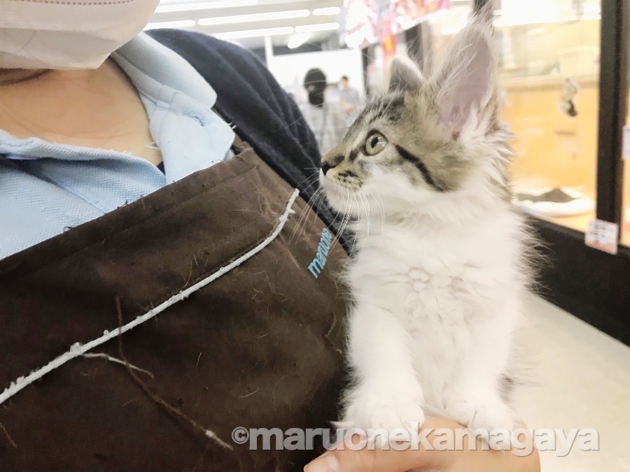 メインクーン - ペットショップ マルワン鎌ヶ谷 千葉県鎌ヶ谷市北初富