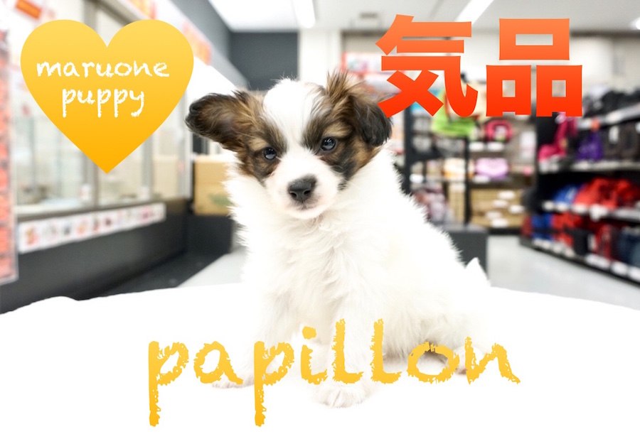 【パピヨン】気品溢れるシルエットが魅力！東日暮里店PickupベイビーNo.014202