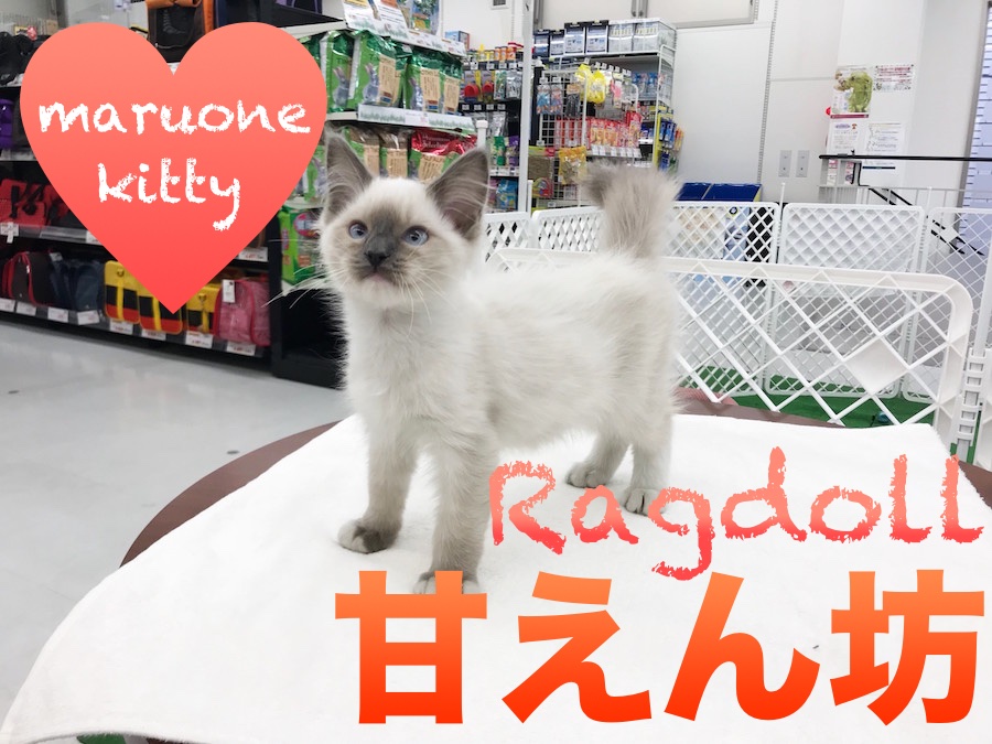 【ラグドール】ゴロゴロが止まらない！甘えん坊すぎるラグちゃん！：東日暮里店No.014203