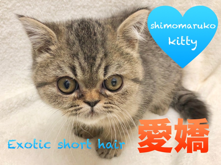 【エキゾチックショートヘア】マルっとぶちゃかわ♡エキゾくんの魅力をご紹介しちゃいます！！：下丸子店PickUpベイビーNo.116227