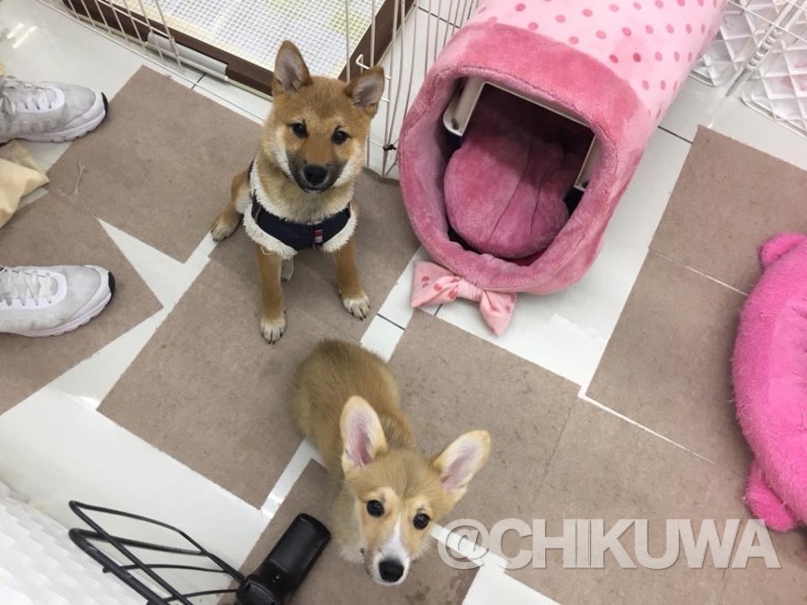 柴犬の「ちくわ君」 | チワワ - ペットショップ マルワン大倉山 神奈川県横浜市港北区