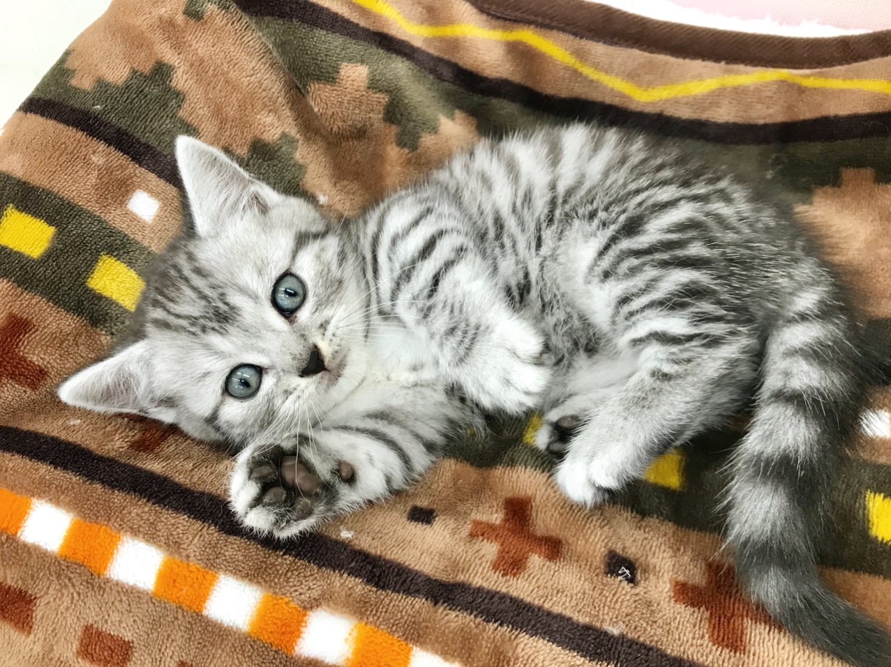 みんな～！ぼくに会いに来てね～ | マンチカン - ペットショップ マルワン本羽田 東京都大田区