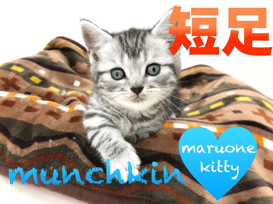 【マンチカン】癒し系！超短足マンチカン☆：本羽田店PICK UPベイビー！No.512516