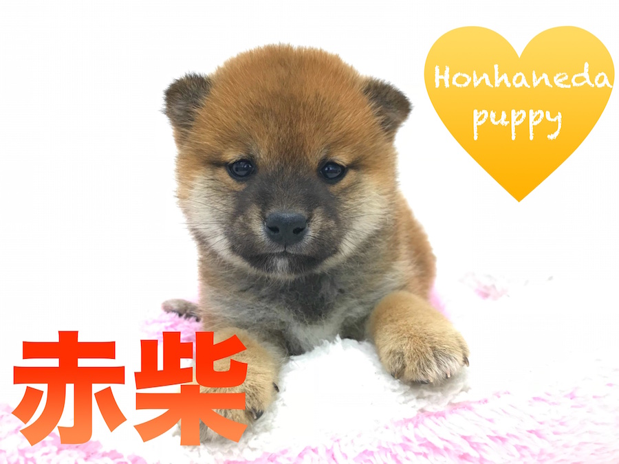 【柴犬】超絶熊顔！！！散歩のお供に美人柴☆本羽田店PICKUPベイビー！No.512519