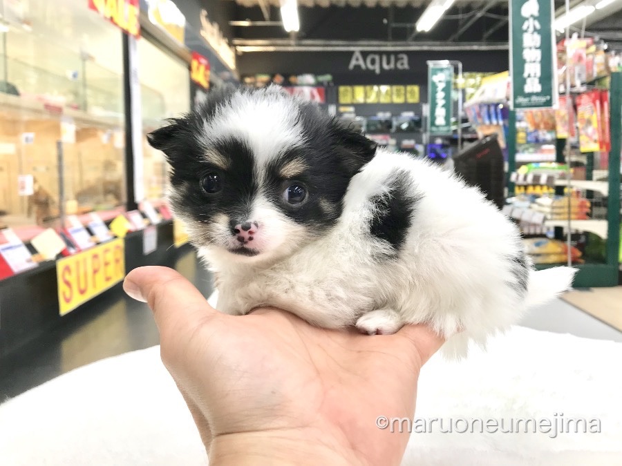 成犬時はおよそ1.5〜2.5kg | チワワ（ロングコート） - ペットショップ マルワン梅島 東京都足立区
