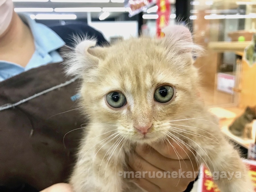 アメリカンカール - ペットショップ マルワン鎌ヶ谷 千葉県鎌ヶ谷市北初富