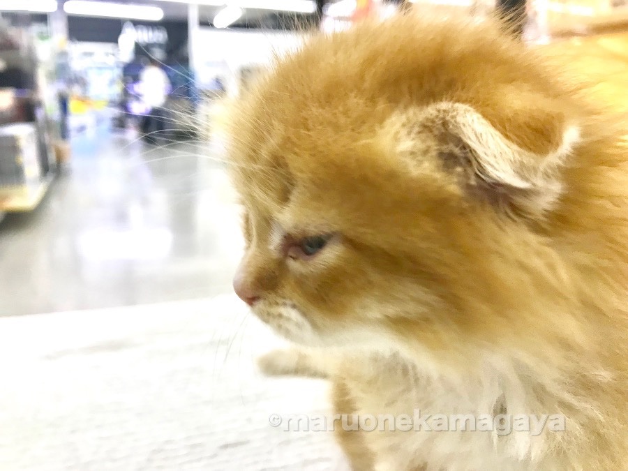 しっかりと折れた耳！ | スコティッシュ・フォールド - ペットショップ マルワン鎌ヶ谷 千葉県鎌ヶ谷市北初富