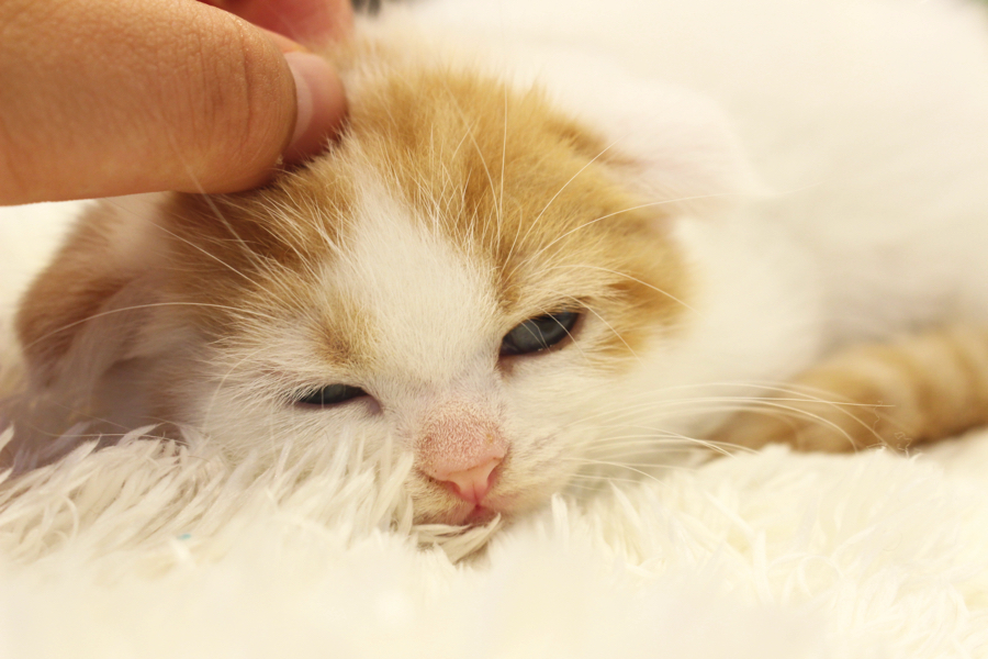 頭の上をむにむに〜っとマルワン秘伝のマッサージをしてあげると眠ってしまいそうなスコちゃん。 | スコティッシュ・フォールド - ペットショップ マルワン白楽 神奈川県横浜市