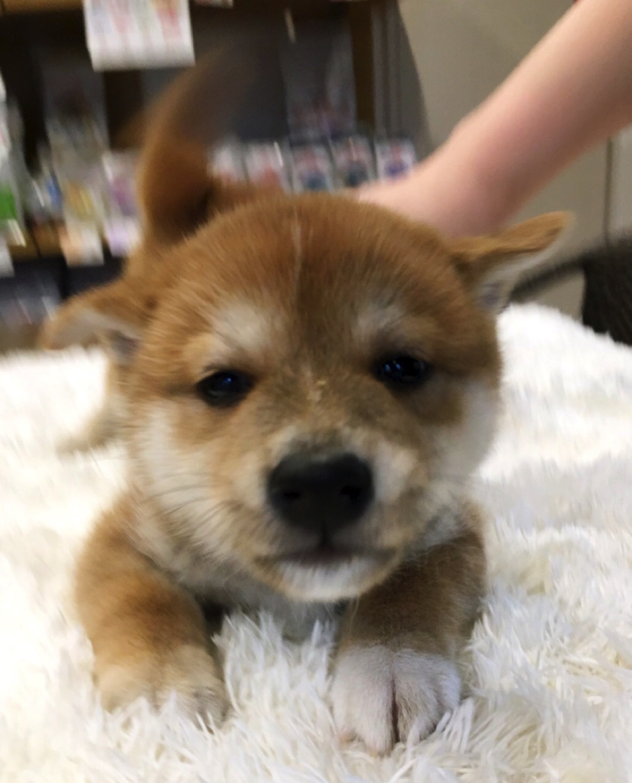 楽しい柴犬ライフ | 柴犬 - ペットショップ マルワン白楽 神奈川県横浜市