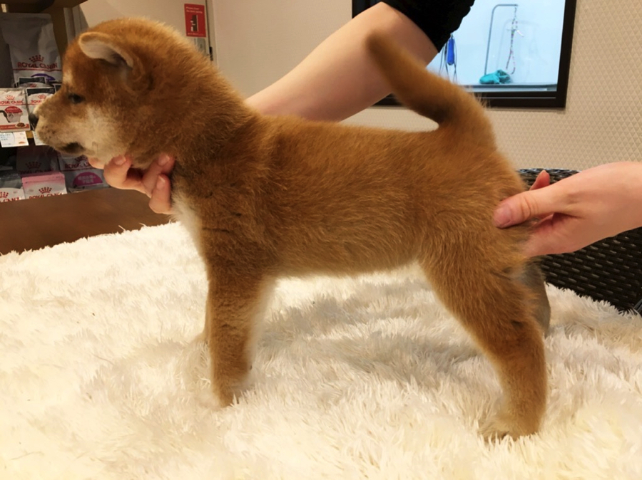 ガッチリとした体型としっかりとした骨格 | 柴犬 - ペットショップ マルワン白楽 神奈川県横浜市