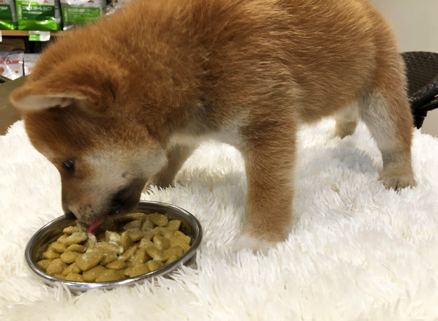 お待ちかねのごはんタイム | 柴犬 - ペットショップ マルワン白楽 神奈川県横浜市