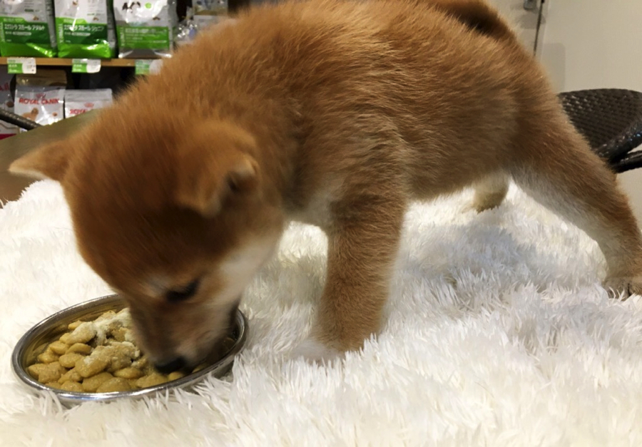 食べっぷりが良すぎて写真がブレております(^-^; | 柴犬 - ペットショップ マルワン白楽 神奈川県横浜市
