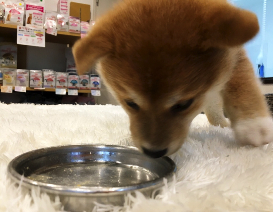 あっという間にペロッと完食 | 柴犬 - ペットショップ マルワン白楽 神奈川県横浜市