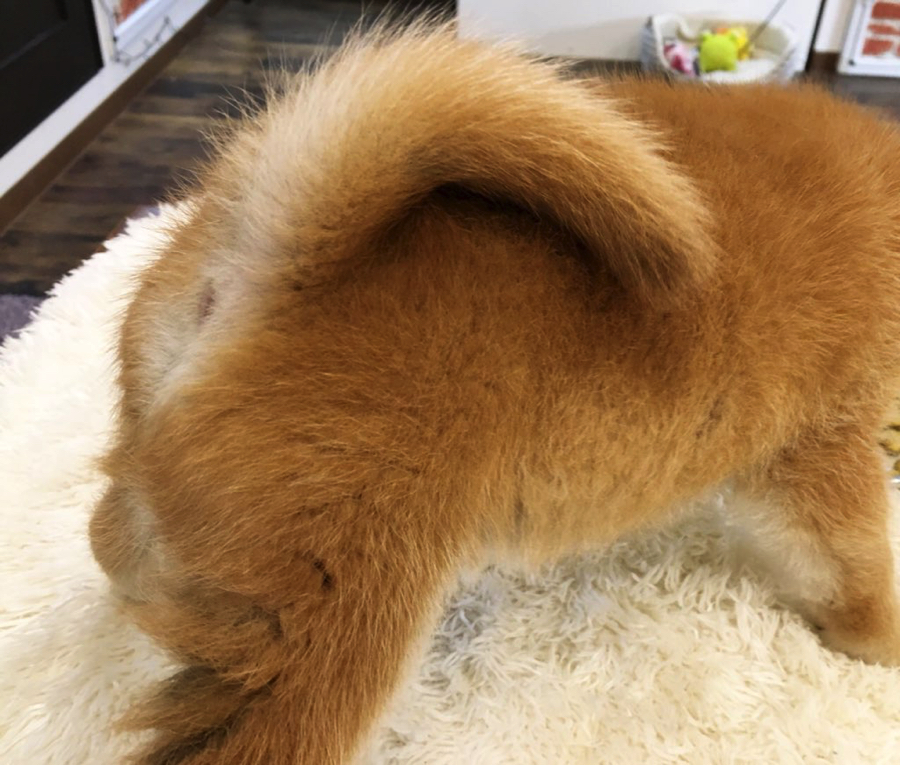 可愛いおしり | 柴犬 - ペットショップ マルワン白楽 神奈川県横浜市