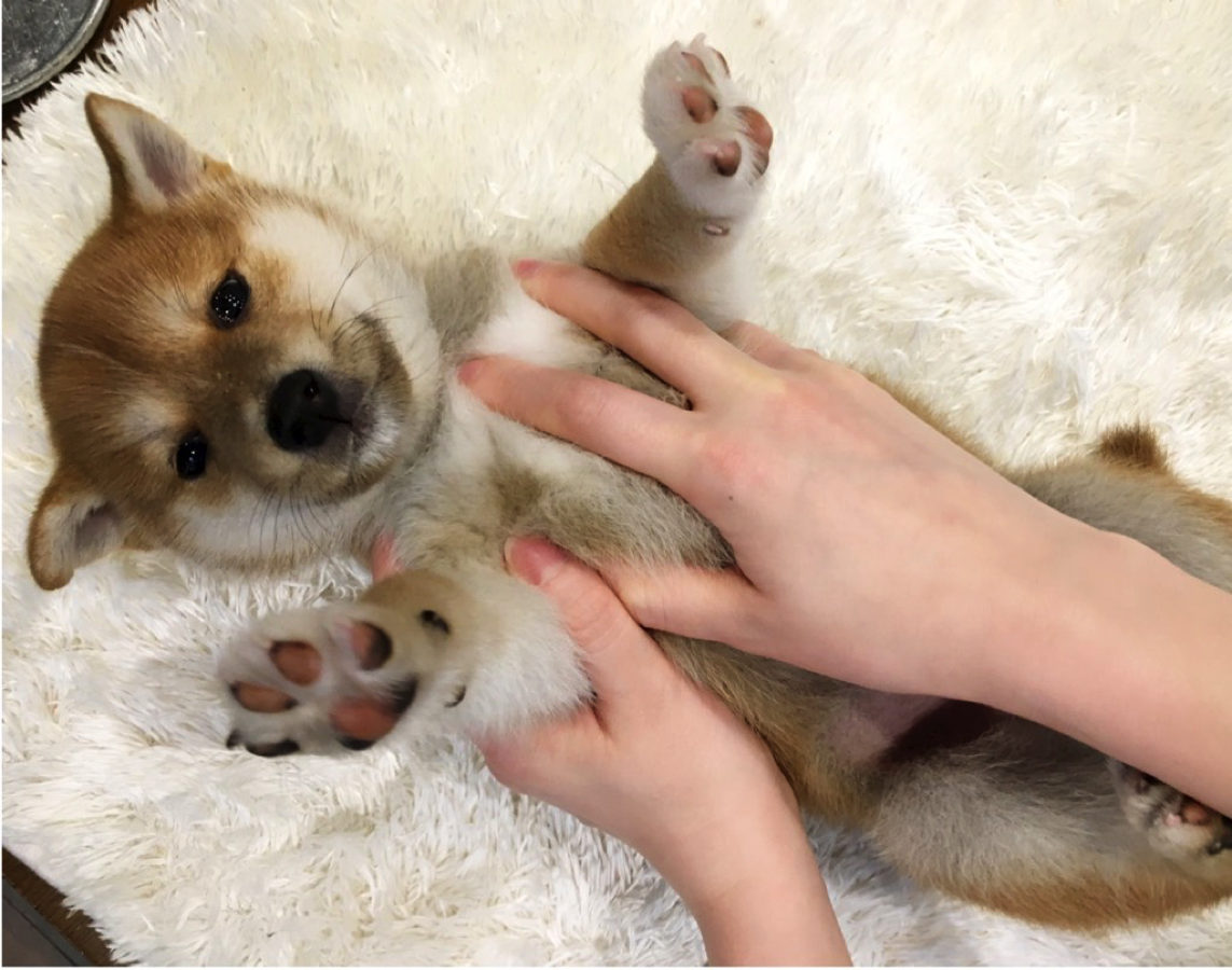 毛色はとても鮮やかな赤色 | 柴犬 - ペットショップ マルワン白楽 神奈川県横浜市