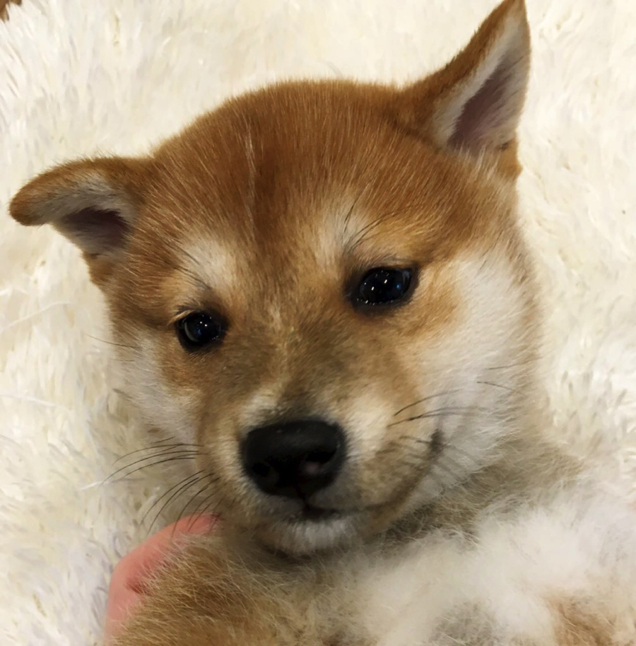 眠たそうなお顔！ | 柴犬 - ペットショップ マルワン白楽 神奈川県横浜市
