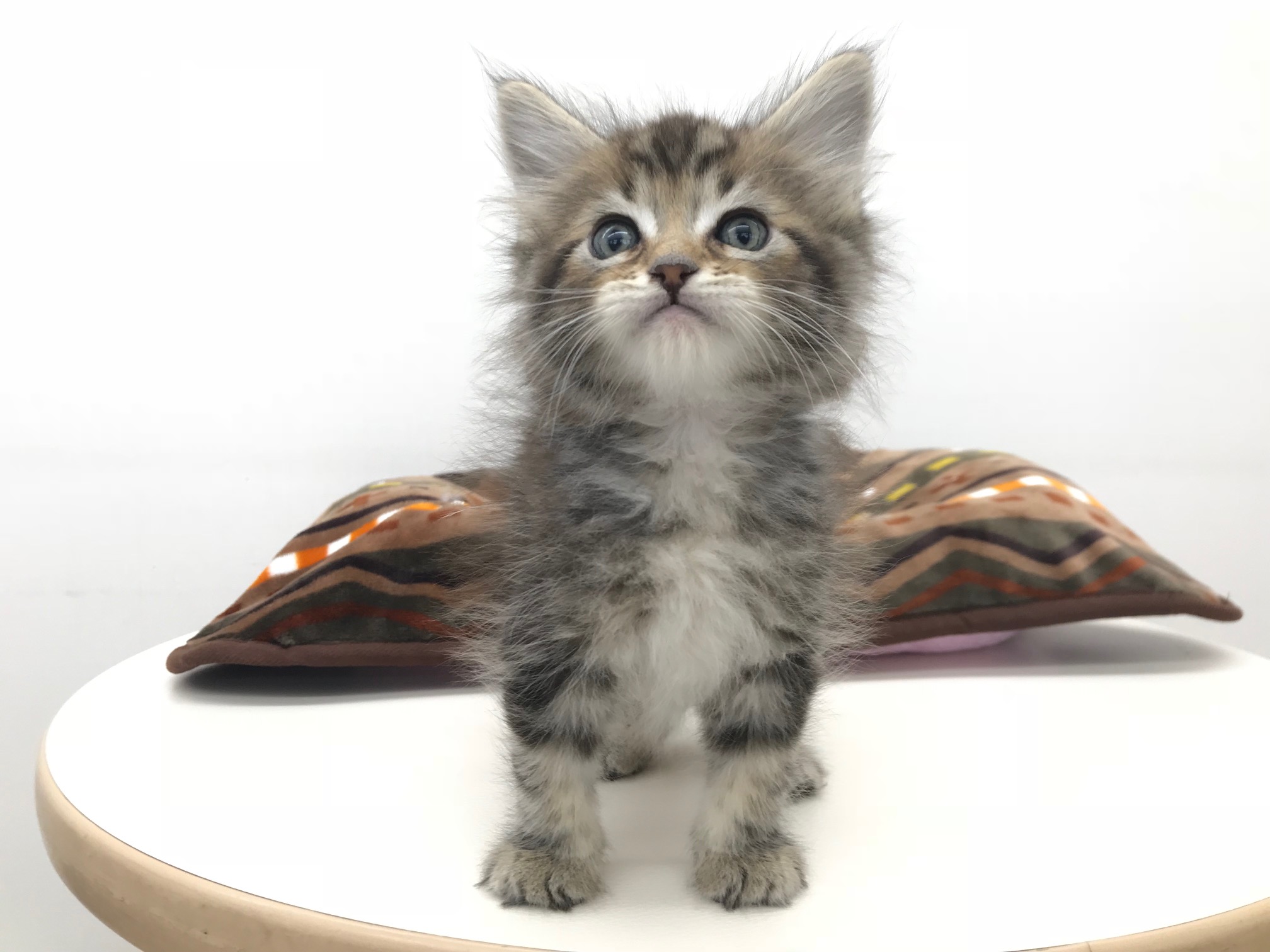 僕を飼う時に必要なもの！ | メインクーン - ペットショップ マルワン本羽田 東京都大田区
