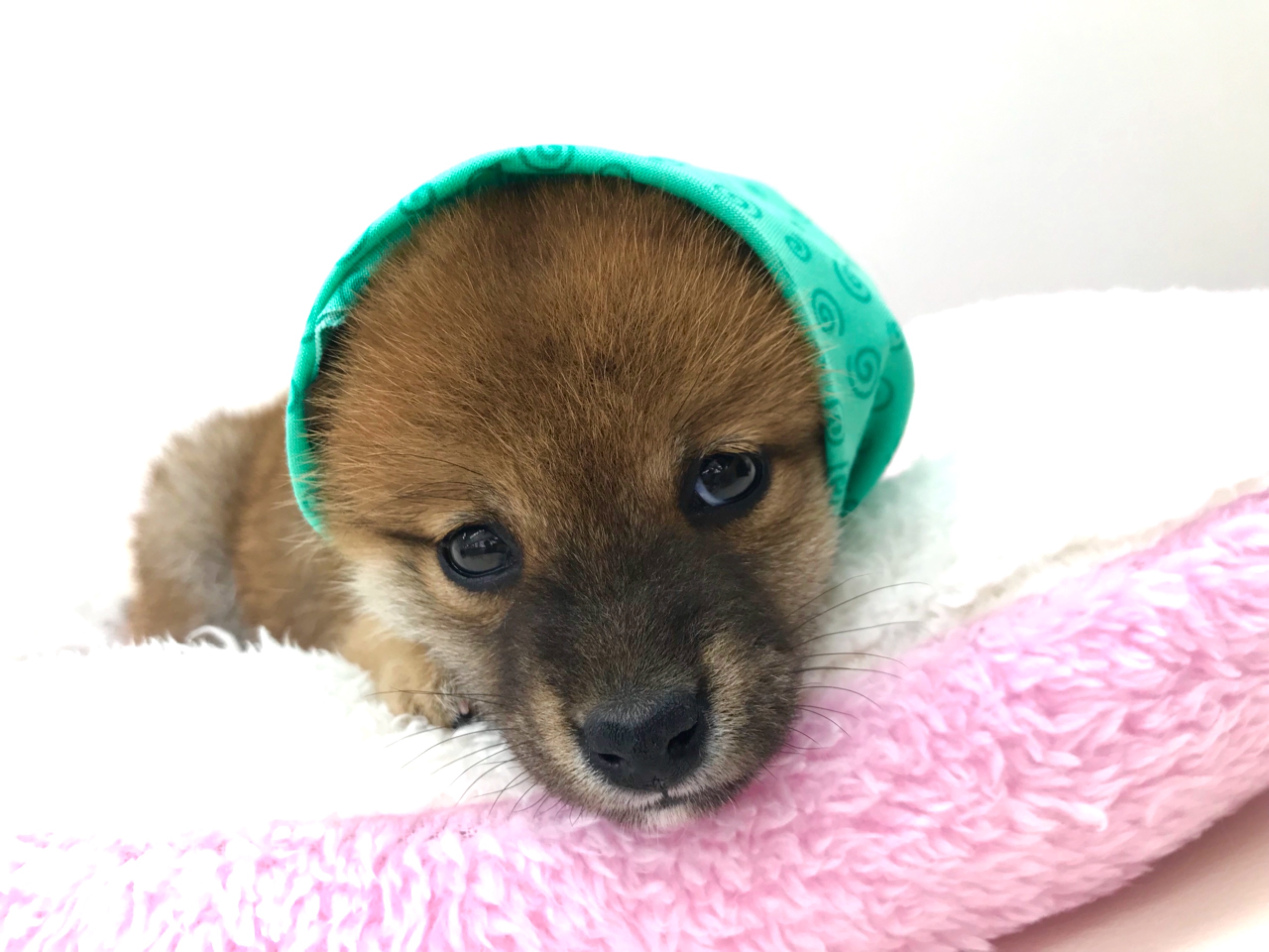 信州柴 | 柴犬 - ペットショップ マルワン本羽田 東京都大田区