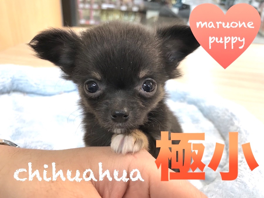 【チワワ】極小サイズのスペシャルパピー！スタッフが動けなくなってしまったその理由は・・？：今宿店PICK UPベイビー！No.120107
