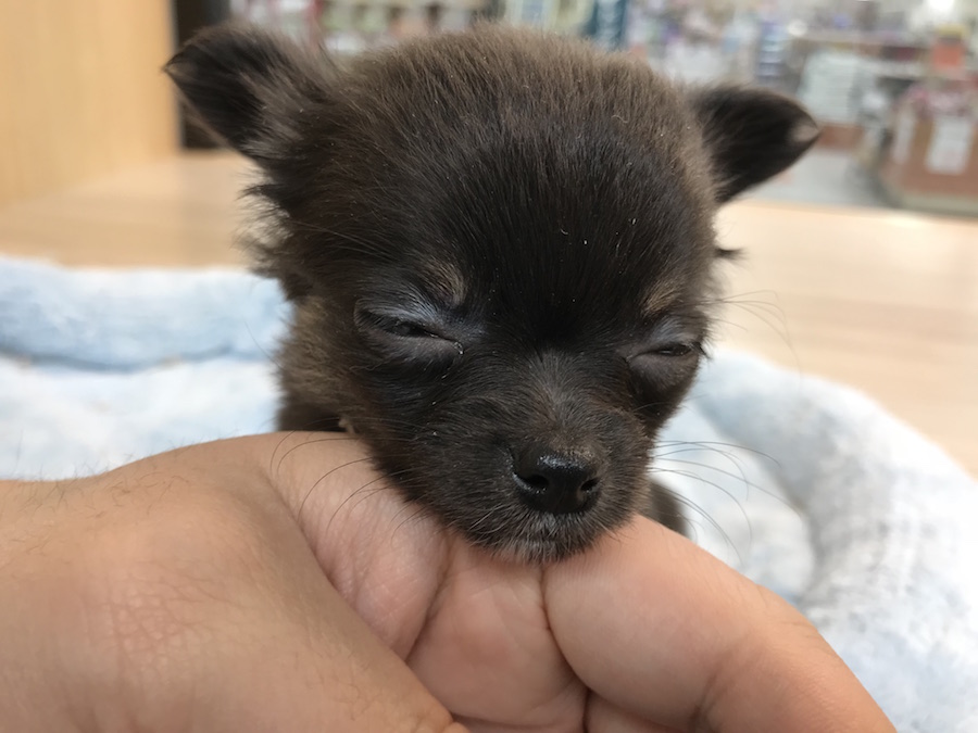 チワワ（ロングコート） - ペットショップ マルワン今宿 神奈川県横浜市旭区