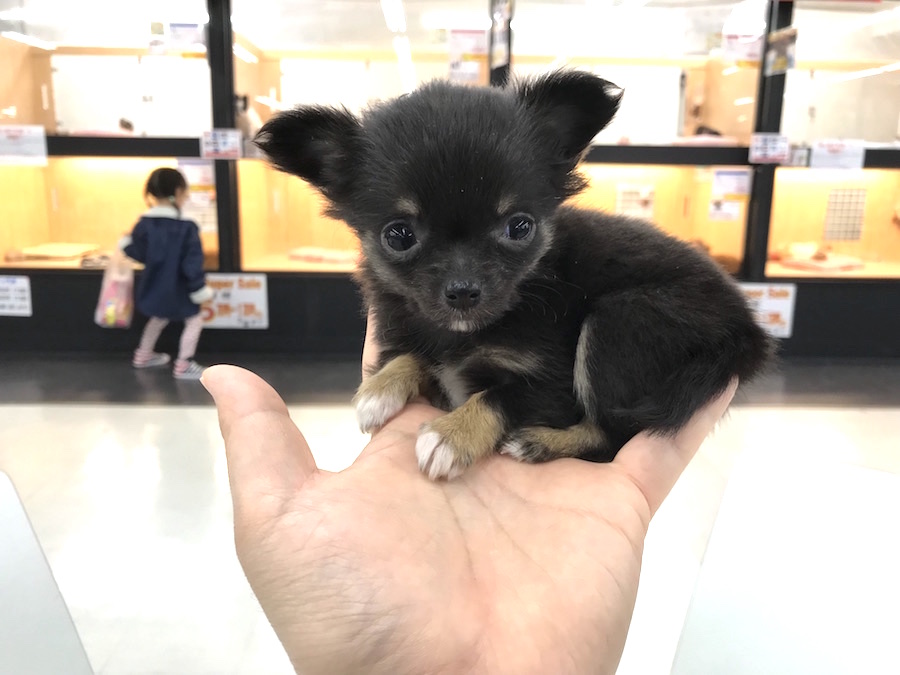 チワワ（ロングコート） - ペットショップ マルワン今宿 神奈川県横浜市旭区