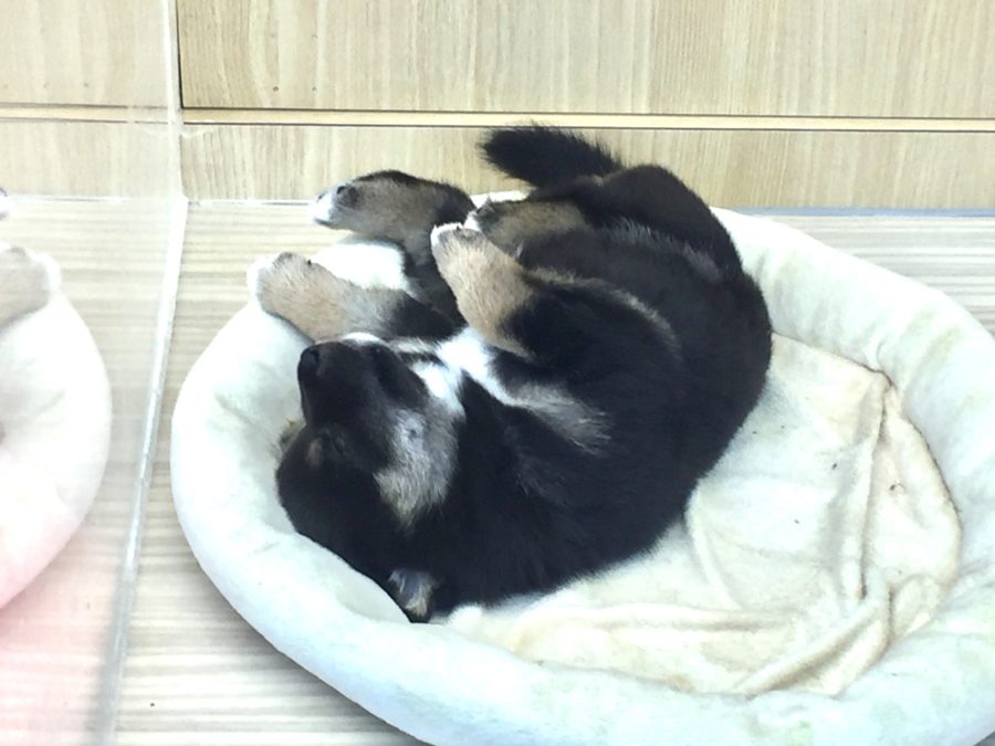 柴犬のことなら大倉山店に任せて! | 柴犬 - ペットショップ マルワン大倉山 神奈川県横浜市港北区