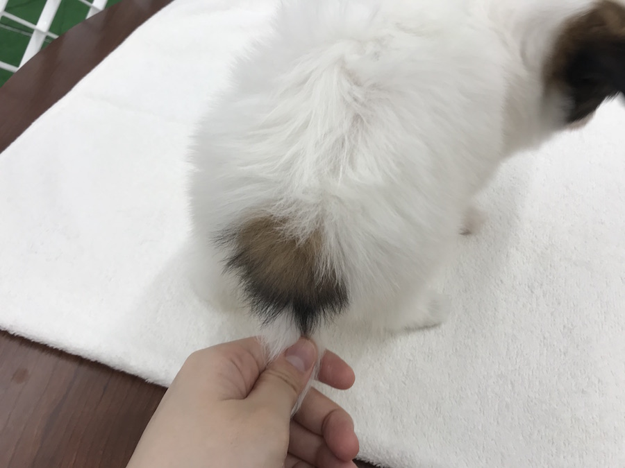 パピヨン - ペットショップ マルワン東日暮里 東京都荒川区