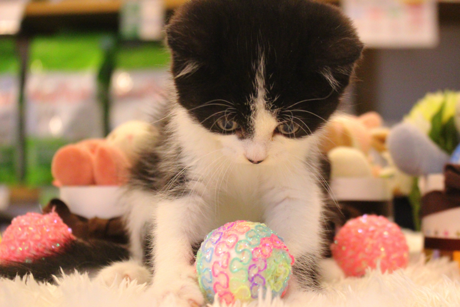 マルワン白楽店にお問い合わせください！ | 【猫との生活】大人気のねこちゃんの飼育法特集！！！ - ペットショップ マルワン白楽店 神奈川県横浜市