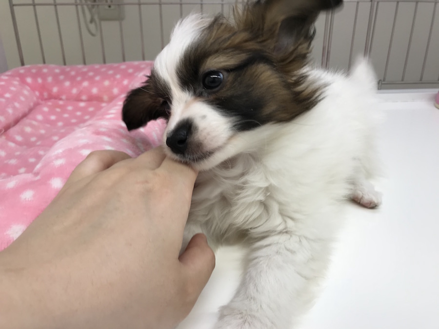 パピヨン - ペットショップ マルワン東日暮里 東京都荒川区