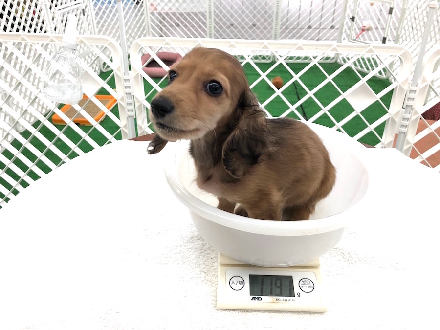 約3か月にして約1.2ｋｇ | ミニチュア・ダックスフント - ペットショップ マルワン東日暮里 東京都荒川区