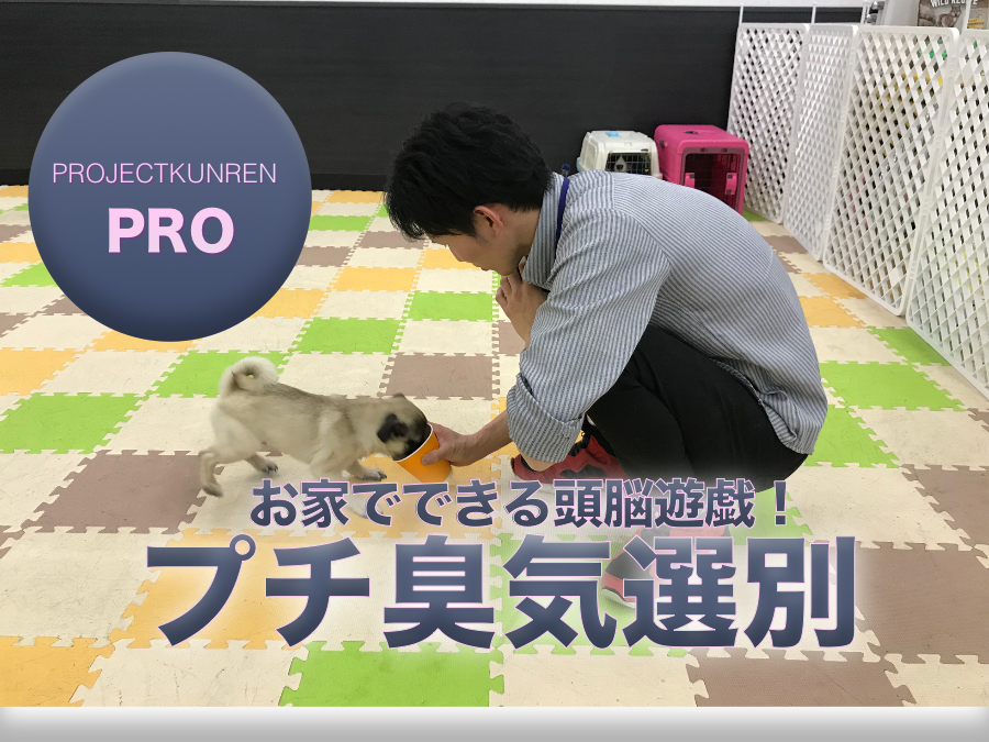 【プロ技公開】まるで警察犬！？お家でできる頭を使った遊び～プチ臭気選別～鎌ヶ谷店PROJECTKUNREN PRO VOL.3